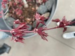 IMG_2543.jpeg