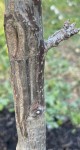 IMG_0559.JPG