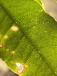 IMG_2062.jpeg
