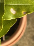 IMG_2063.jpeg
