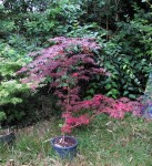 acerp-rainbow01_230610a.jpg