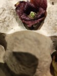 fleur stade mâle 2.jpg