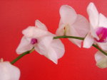 DSC08114.JPG