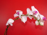 DSC08113.JPG