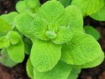 15 menthe suaveolens-.jpg