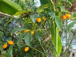 kumquat fin avril.jpg