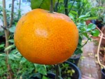 mandarine afourer fin avril.jpg