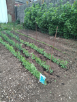 petit pois