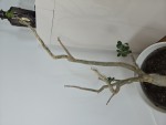 20250426_130443.jpg