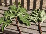 PICT0014.JPG