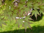 Sangokaku2604252.JPG