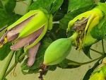 betty miles young-fruit.jpg