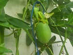 passif constance eliott fruit.jpg