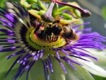 ABEILLE BUTINE PASSIF.jpg