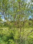 Compress_20250429_165414_4669.jpg
