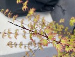IMG_2611.jpeg