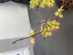 IMG_2612.jpeg