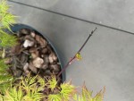 IMG_2613.jpeg