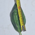 BASILIC GRANDES FEUILLES.jpg