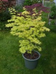 OrangeD2604251.JPG