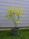 OrangeD2604252.JPG