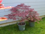GarnetOrangeola260425.JPG