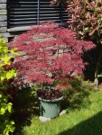 Garnet 260425.JPG
