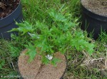platanoides-Novush_250428a.jpg