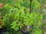 acerp-Iso-shibuki_250428a.jpg