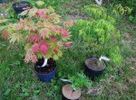 jardin_250428a.jpg