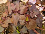 PATATE DOUCE FEUILLES ROUGESZ.jpg