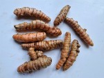 curcuma frais.jpg