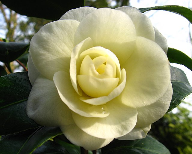 Camélia Japonica ' Lemon Drop '