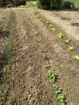 POIREAU NAVET LAITUE COURGE