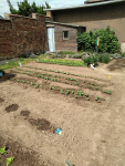 Courge Haricot