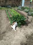 Mimie dort le nez dans le céleri