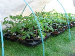 tomates2.jpg
