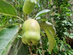 pomme ein Shemer fin avril.jpg