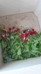 20250504_111723.gif