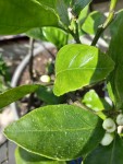 satsuma.jpg