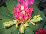 rhodo3.jpg