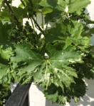 feuille vigne touchée