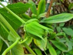passif fata confetto bourgeon fleur.jpg