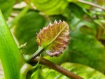 passif edulis bourgeon fleur.jpg