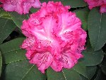 rhodo2.jpg