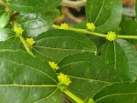 jujubier fleur fin avril.jpg