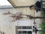IMG_1004.jpeg