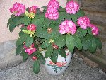 rhodo1.jpg