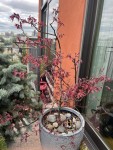 IMG_2270.jpeg