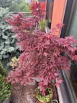 IMG_2463.jpeg